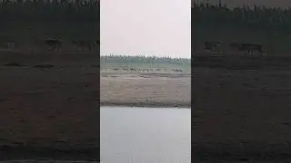 Starting with 5 buffaloes, today is a dream come true across the land! Where many are millionaire...