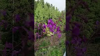 🌿✨ Symphony of Nature | A Magical Journey with Conte Zumma Domein 🌞🍃🌺