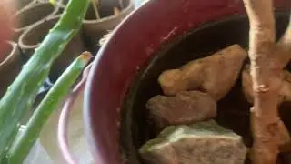 Maple trees growing from seeds from gutter