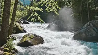 Sunbeam Forest River 🌿💦 | Powerful Flow Through Ancient Trees #asmr