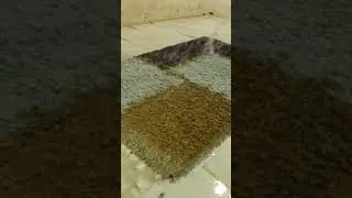 Lavage d&rsquo;un petit tapis marron