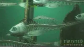 DEAD FISH SWIMMING