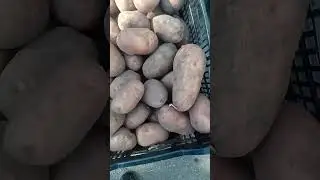 Картофель сарпо мира,контрольное взвешивание