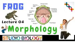Class 11-Zoology Lectures- Morphology of Frog (Shape, Size, Color, Skin, Body Divisions)- 1.4