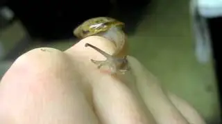 wolf snail
