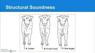 4 01 Animal Evaluation