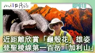近距離欣賞「龜殼花」雄姿 登聖稜線第一百岳「加利山」｜苗栗縣泰安鄉 麥覺明【@ctvmit812集】