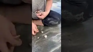 Digging clams #nature #trending