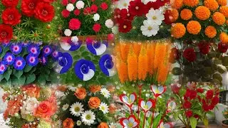 🌸 Beautiful Flower Collection | Stunning Colorful Plants & Blooms