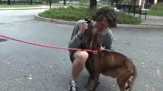 Koda - The Inspiring Story of a Chicago Rescue Dog's Transformation