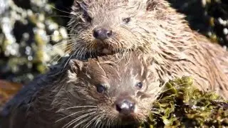 British Mammals