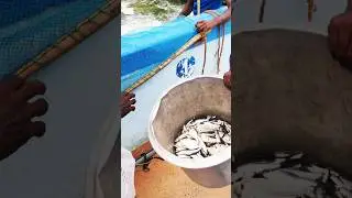 Net fishing on the Dam | #fishing | #fishingvideo | #netfishing | #fishcatching | #villagefishing |