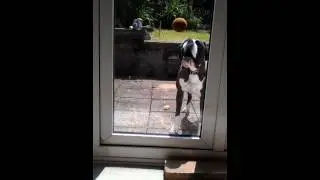 Ultimate dog tease game