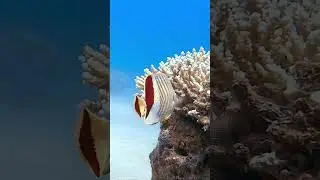 Crown Butterflyfish 🐠😍🪸