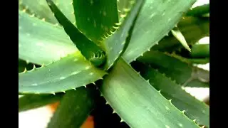 How To Use Aloe Vera For Acid Reflux