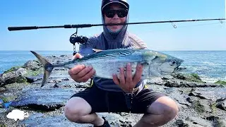 Albies are in Town! | False Albacore & Spanish Mackerel | Jetty Fishing NJ