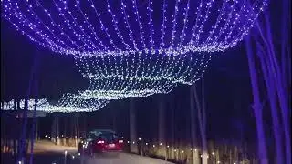 Safari lights 2025