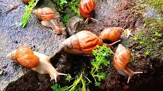 Unique Snail Colony Behavior : Observing the Relaxed Habits of Wild Land Snails #SnailColony 