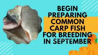 Begin preparing Common Carp fish for breeding in September