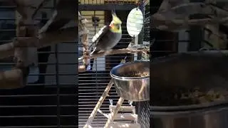This cockatiel is Trancey #funny #psytrance #trance #cockatiel #shorts