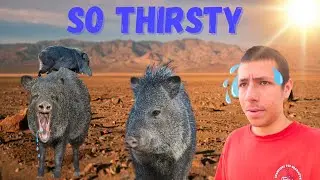 Javelina Drinking water at secret waterhole in the SCORCHING desert.