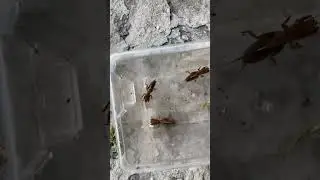Northern Mole Cricket Experiment