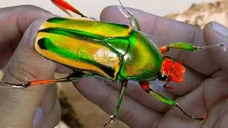 Африканский цветоед: Eudicella (Coelorrina) Hornimani &mdash; Мой классный питомец! (Цетонииды)