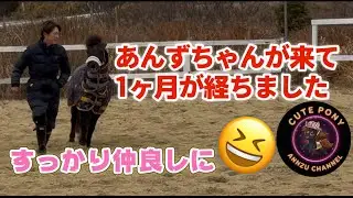 あんずちゃんが来て1ヶ月経ちました！