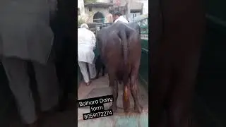 Balhara Dairy farm(Rohtak)🙏❤🐃