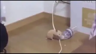Диджей крысик