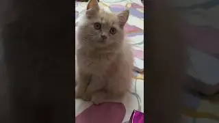 &ldquo;The way she loves me&hellip; my heart melts every time 😻💖&rdquo;#Shorts#PetLove#CuteCat#FurryFriends#PetMoments
