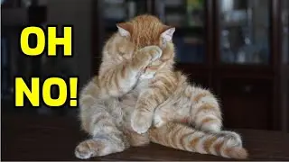 Do Cats Get Embarrassed When You Laugh At Them?