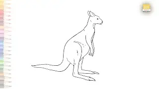 Kangaroo outline drawing | How to draw Kangaroo step by step | Australian animal drawing videos