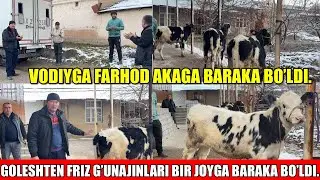GOLESHTEN FRIZ G’UNAJINLARI,VODIYGA BARAKA BO’LDI.