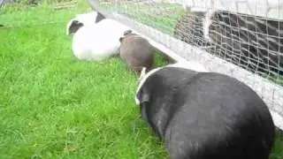 2010-08-27 Guinea Pigs in Garden Run