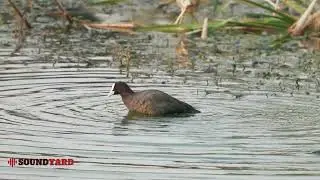 Graceful Eurasian Coot Wading Through Shimmering Waters | Nature's Beauty