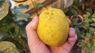 Лимон Тондо 4 сезона, дегустация