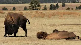 Animal Behavior Bison Video