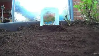 zaaien van treinbaanboom zaadjes ( zeeschuim)