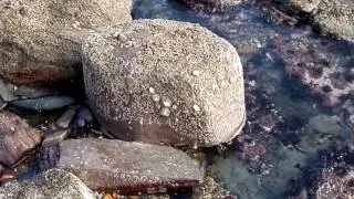 Saltcoats Harbour Fossil Tree Grove, North Ayrshire, Scotland