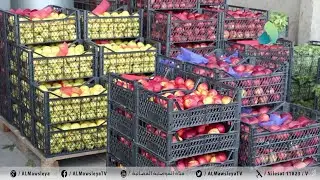 الموصلية ترصد أسعار الفواكه الصيفية وحركة سوق المعاش بمنطقة كوكجلي في ايسر الموصل