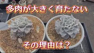 【多肉が大きく育たない】💦その理由は?!【デカベリア】