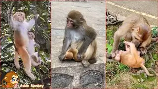 The big monkey refused to look for food and only wanted to breastfeed from its mother.