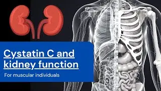 Cystatin C and kidney function in muscular people
