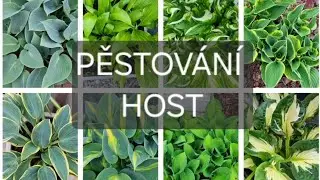 Atelier Můj Domov - PĚSTOVÁNÍ HOST/BOHYŠEK květen 2024