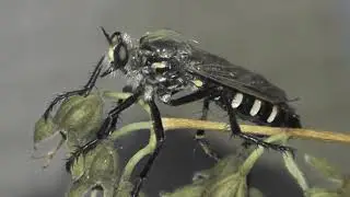 ИНСЕКТАРИЙ: 69. Дазипогон Диадема (Dasypogon diadema)