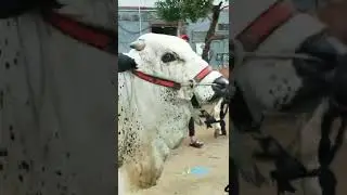 Heavy Bulls #bakraeid2022 #shorts #comedy