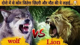 Lion vs wolf  कौन जीतेगा इस लड़ाई में | African Lion vs Gray wolf fight |🤯 #shorts #facts