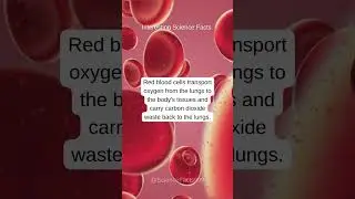 What is the function of red blood cells?