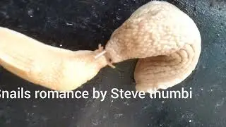 Snail Romance in Kenya